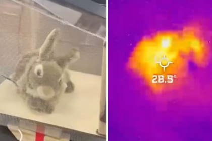 El SFWMD puso a prueba conejos robóticos para atraer pitones birmanas ocultas en los Everglades