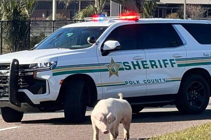 El sheriff de Polk alertó sobre casos de reincidencia delictiva de inmigrantes ilegales y la falta de acción federal