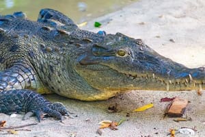 Qué significa soñar con cocodrilos