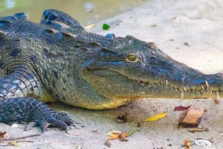 Qué significa soñar con cocodrilos