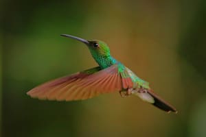 El significado detrás de ver un colibrí de color verde (Foto: PEXELS)