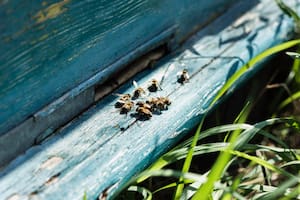 El significado oculto de recibir la visita de abejas en el hogar