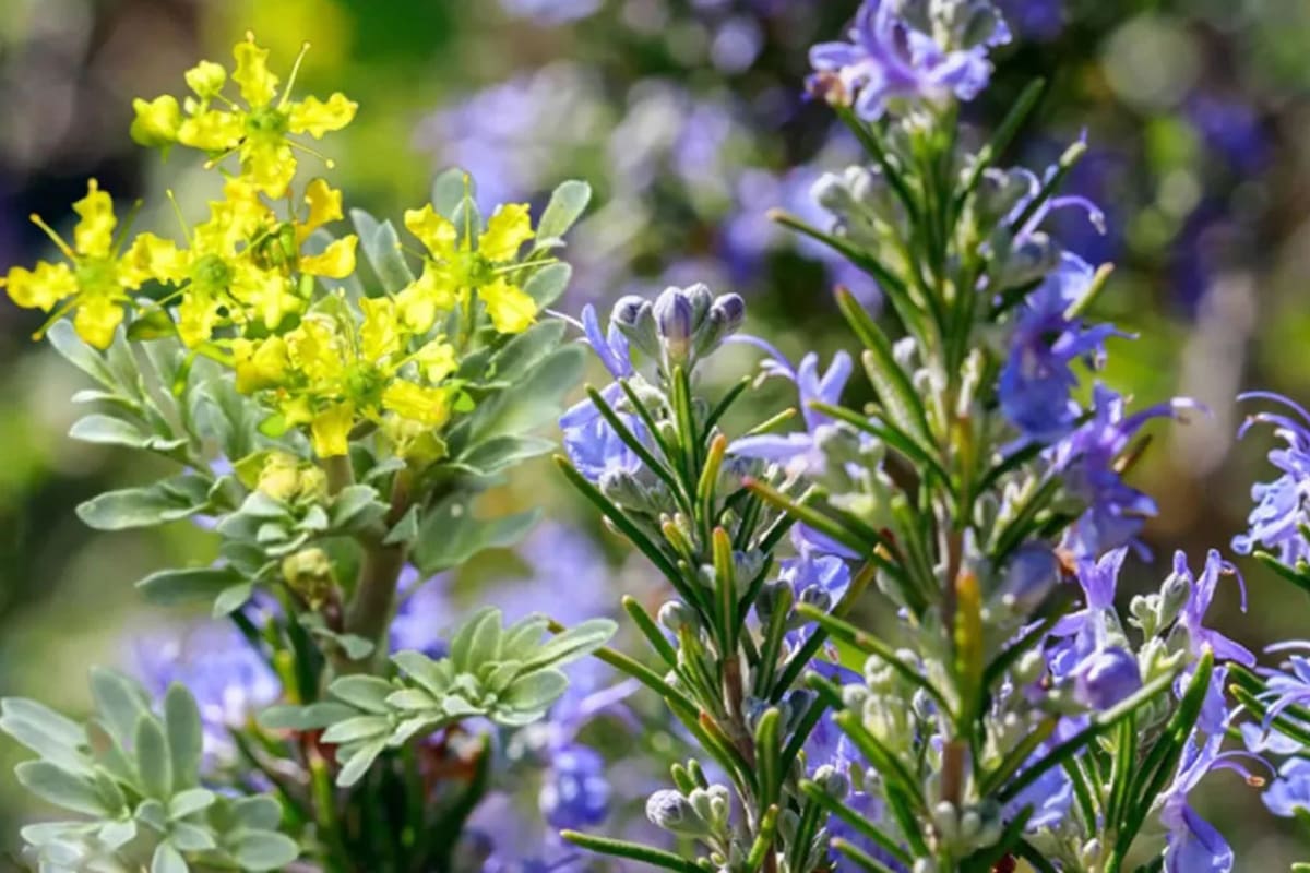 Por qué recomiendan tener una planta de ruda y romero en el jardín de ...