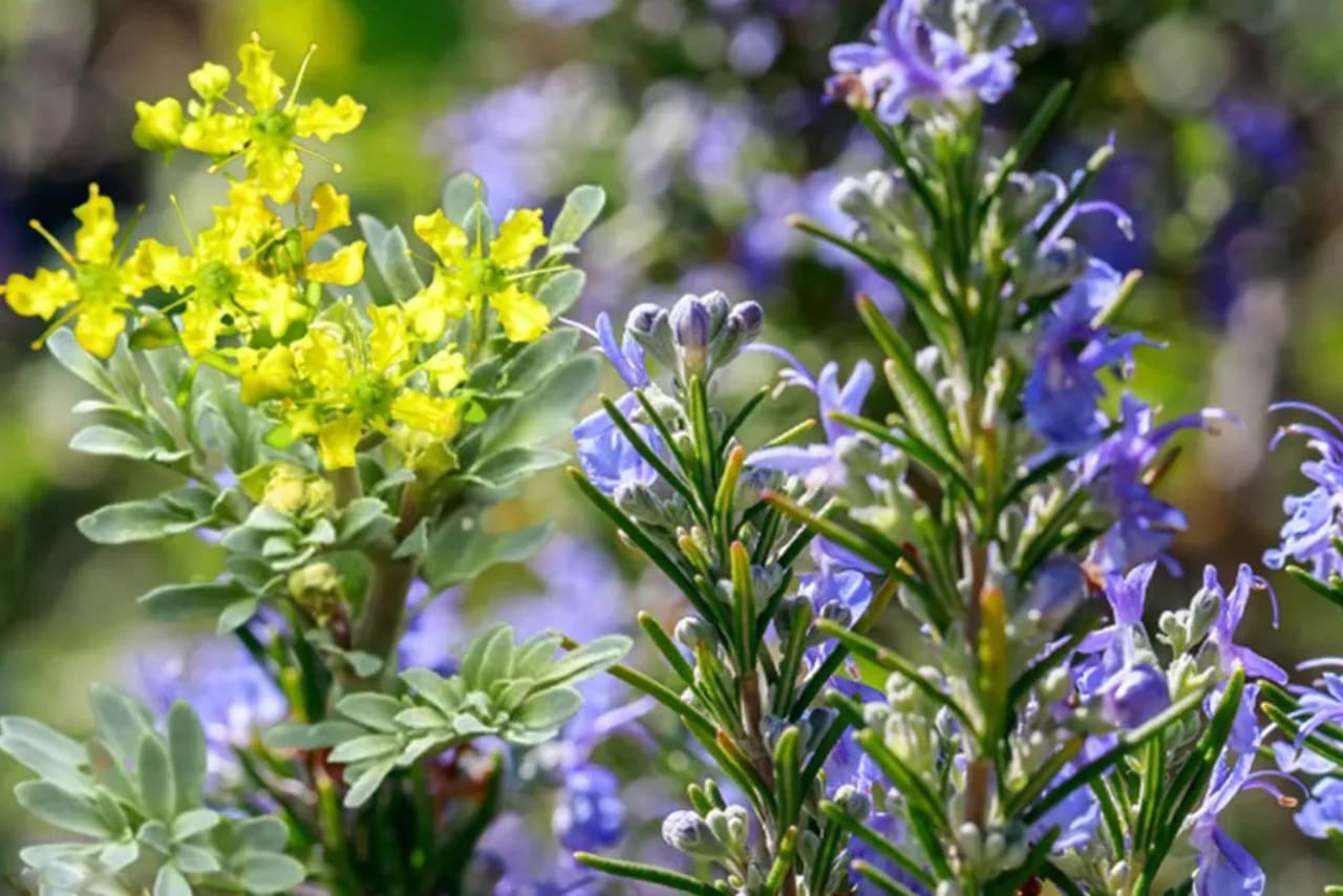 Para Que Sirven Los Baños De Ruda Y Romero - 2026