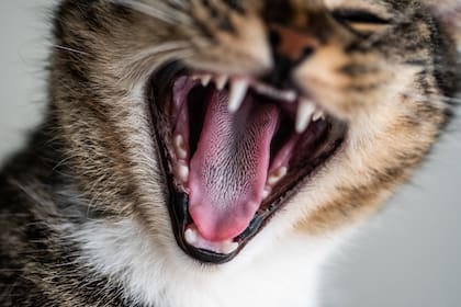 El significado preciso del maullido depende de cada individuo (Foto: Freepik)