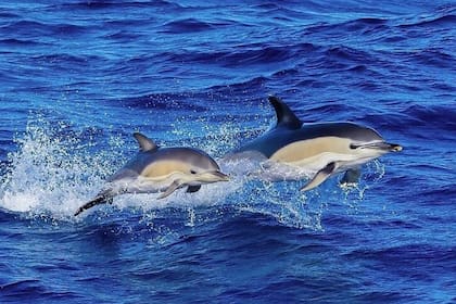 El signo de Acuario se representa a través del delfín