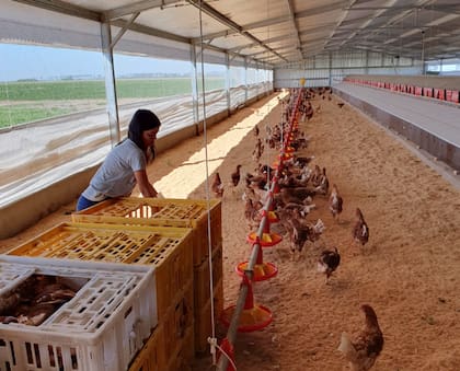 El siguiente paso, cuenta, es ampliar el negocio hacia la recría de pollitas: “Queremos criar desde las 24 horas hasta la semana 16 y luego vender a productores que deseen incorporarlas a sistemas libres de jaula o al sistema tradicional”