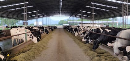 Un experto que atiende a 40.000 vacas habló de cómo resolver un dilema para los tambos ante el riesgo de la chicharrita 8 El silaje es un ingrediente siempre presente en la lechería a galpón