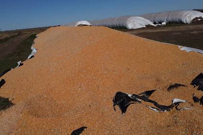El silobolsa con maíz destruido en Italo, Córdoba