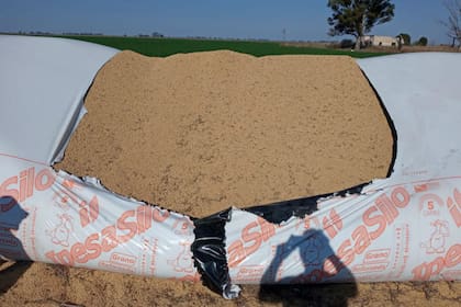 El silobolsa que fue roto para robar al menos 30.000 kilos de soja