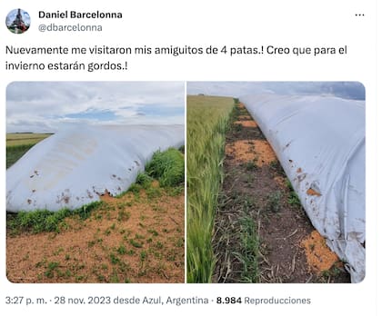 El silobolsa roto en noviembre por los jabalíes