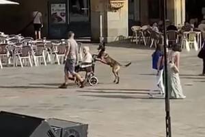 El simpático animal quedó registrado en video mientras llevaba la silla de ruedas con sus patas delanteras.