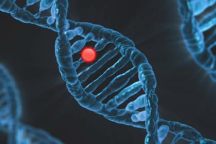 El síndrome se genera por la ausencia de una pequeña parte del cromosoma 22, en la región donde se encuentra el gen SHANK3