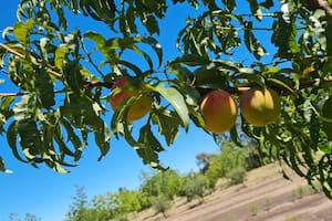 Usan la inteligencia artificial para transformar la fruticultura del país