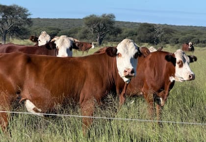 El sistema de ganadería regenerativa aplicado en el establecimiento se basa en un pastoreo rotativo, con alta carga instantánea por lote y prolongados períodos de descanso