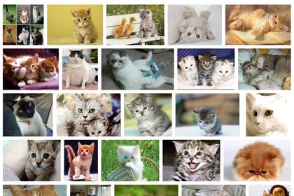 El sistema de Google analizó millones de fotos y aprendió (sin ayuda) a identificar las de gatos