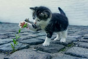 ¿Pueden los gatos sufrir alergia al polen?: cómo identificarla y tres remedios caseros para protegerlos