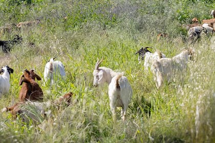 El sistema resulta más económico que el desmalezado manual y evita el uso de herbicidas