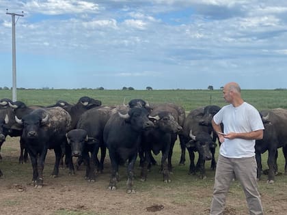 El sistema une recría, engorde y venta de carne de búfalos