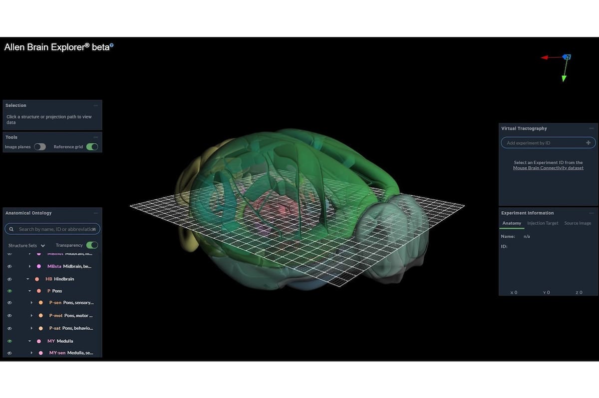 Explora el Mapa Mental: Un Atlas del Cerebro Humano