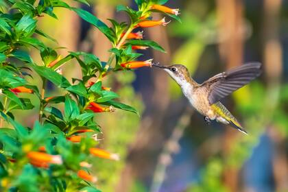 El SMN dio a conocer su pronóstico trimestral de septiembre, octubre y noviembre