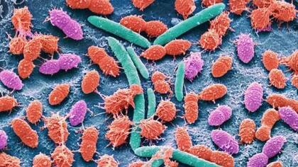 El sobrecrecimiento bacteriano puede generarse por múltiples causas, como cirugías pasadas, el uso excesivo de antibióticos o de antiácidos