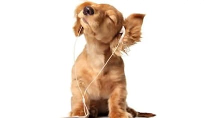 El soft rock y la música reggae están especialmente indicados para calmar a los perros en situaciones estresantes