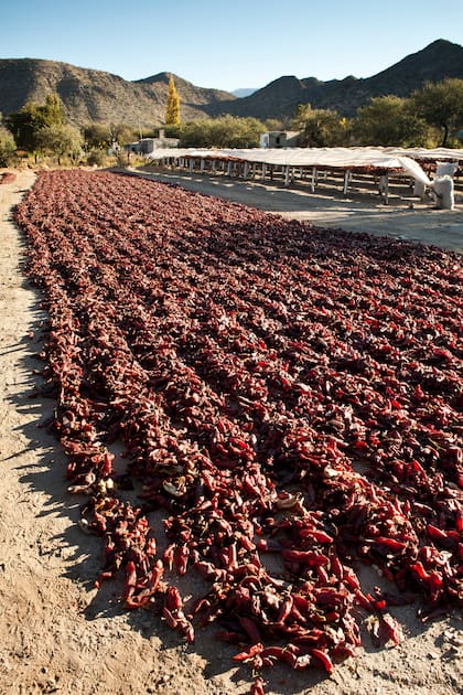 El sol es la única fuente de calor para deshidratar los pimientos: durante la primera y segunda cosecha, provoca la deshidratación del pimiento entre 15 y 20 días