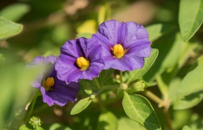 El Solanum azul es una de las plantas que más se adapta al frío