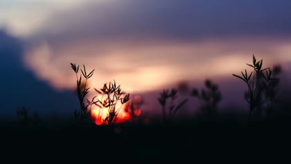 El solsticio arranca el próximo 20 de junio Foto: Unsplash