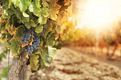 Muchas veces, cuando se habla del gusto del vino natural, se destacan sabores y aromas que en realidad son defectos y no tienen nada que ver con el terroir