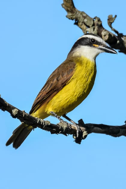 El sonido del benteveo funciona, en esencia, como un recordatorio del pulso natural que late a pesar de la urbanización