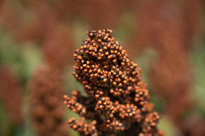 El sorgo podría tener una mayor demanda en el actual escenario