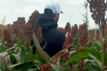 El sorgo se perfila como un cultivo competitivo tanto desde el punto de vista de su potencial de rendimiento, gracias a las nuevas tecnologías que se han incorporado a su genética, como por el resultado económico esperado