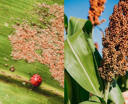 El sorgo sumó tecnologías clave