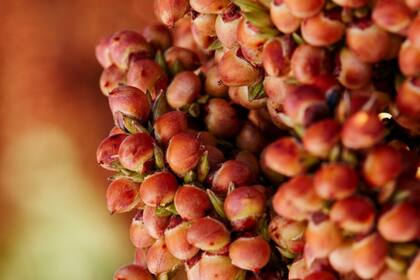 El sorgo tiene un futuro favorable