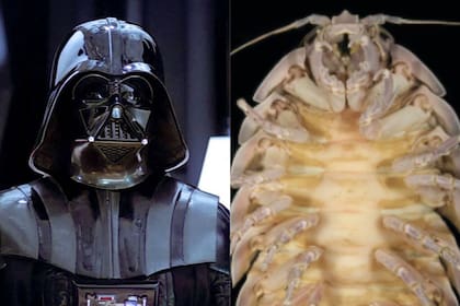 El sorprendente parecido entre esta criatura y el personaje de ficción