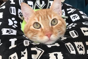 El Sr. Bigotes apareció solo en la veterinaria en busca de ayuda