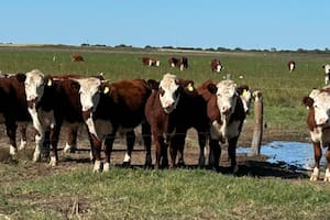 La ilusión del boom: por qué la ganadería no está creciendo