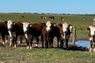 La ilusión del boom: por qué la ganadería no está creciendo