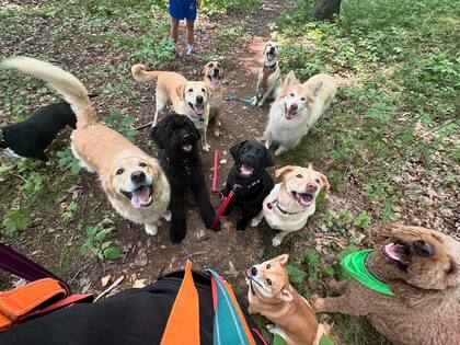 El sueldo promedio para un cuidador de perros es de aproximadamente US$13.72 por hora