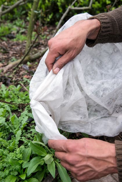 El suelo se puede cubrir con una tela antiheladas