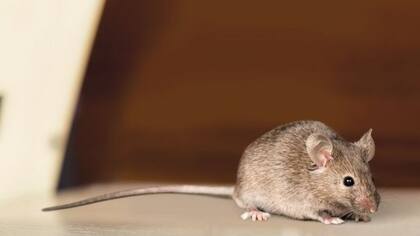 Según los resultados del estudio del centro chino, se logró reprogramar el sistema inmunológico de los ratones para reducir y prevenir la propagación de los tumores