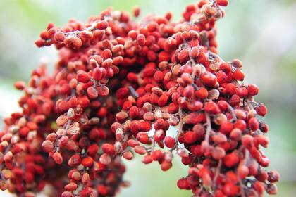 El sumac crece silvestre en Medio Oriente y se usa hace siglos como medicina y condimento.