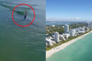 Remaba sobre su tabla en Miami cuando vio una aleta que se acercaba: su aterrador encuentro con una especie poco común