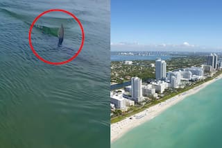 Remaba sobre su tabla en Miami cuando vio una aleta que se acercaba: su aterrador encuentro con una especie poco común