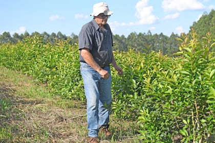 El sustituto del glifosato resultó una trampa para los campos de Misiones