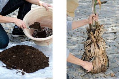 El sustrato más adecuado para cultivarlo en maceta es el compost, mezclado con algo de arena gruesa y turba