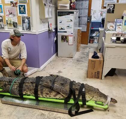 El "susurrador de cocodrilos" ha trabajado por varias décadas para comprender a estos reptiles