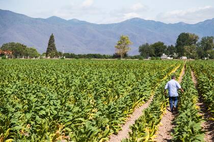 El tabaco fue incluido dentro del dólar agro